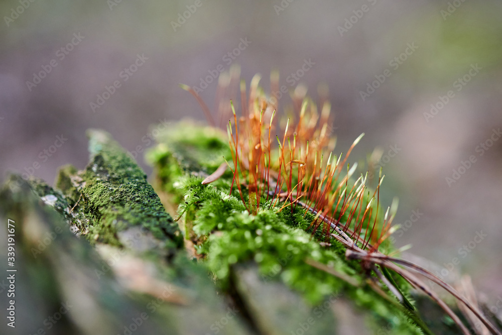Beautiful moss background in the forest