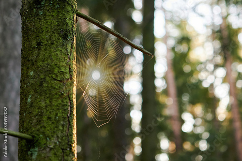 Spider web on a tree trunk photo