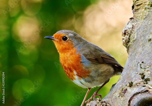 Canvas Print Cute Robin standing on the tree trunk