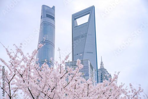 Cherry blossom on the green space of Lujiazui financial center in Shanghai