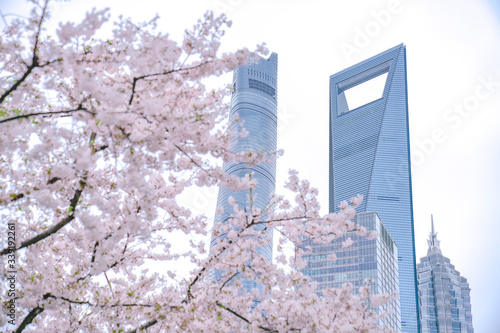 Cherry blossom on the green space of Lujiazui financial center in Shanghai