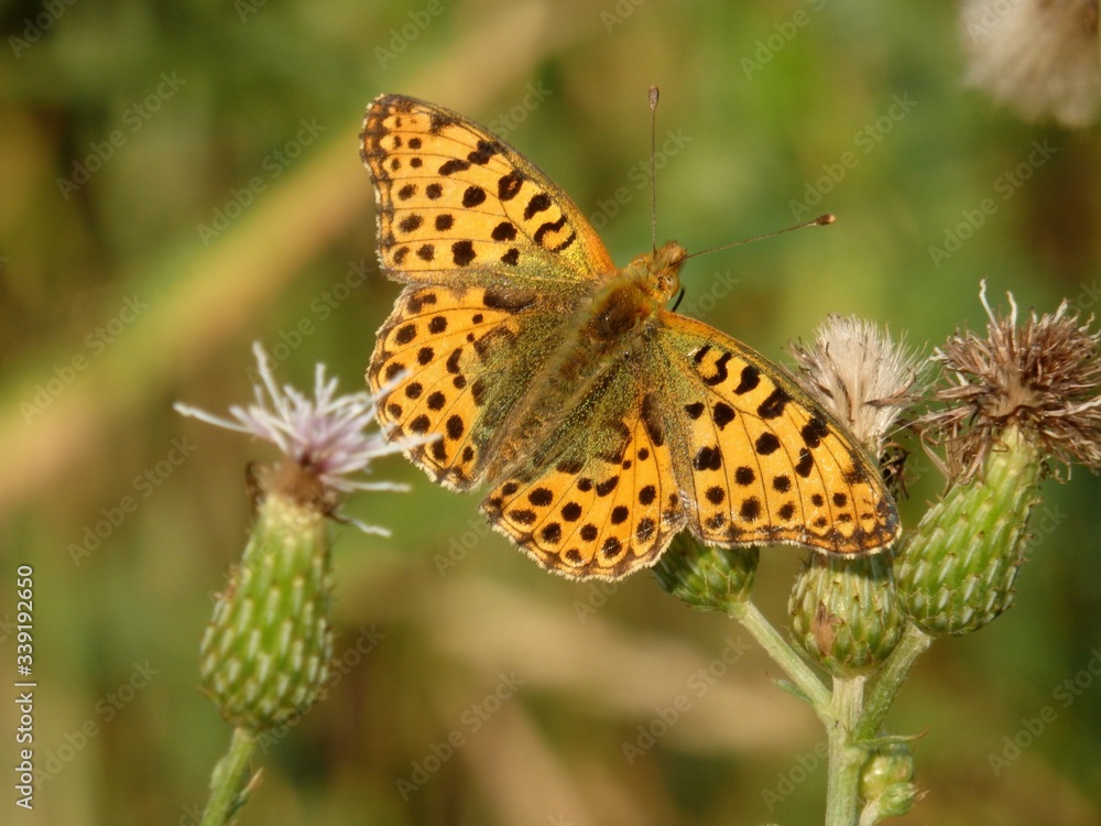 Pomarańczowy motyl w czarne kropki