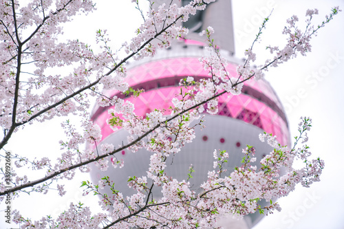 Cherry blossoms are blooming in front of Shanghai's Oriental Pearl