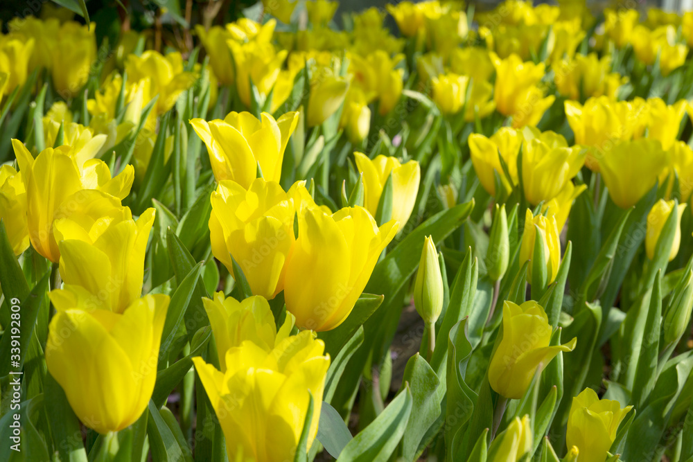 Yellow tulips flowers bloom in tulips garden. Nature. Yellow tulips flowers bloom in tulips garden. Nature.