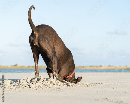 Dog digs sand on the beach in summer