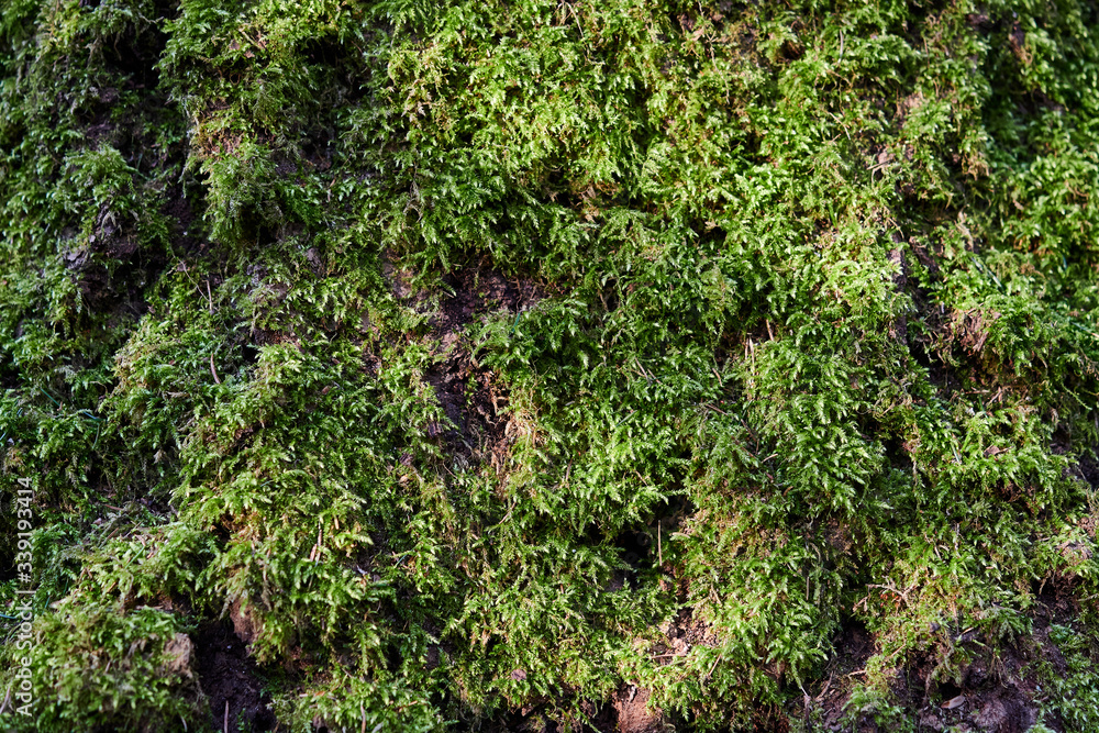 Obraz premium An old tree overgrown with moss