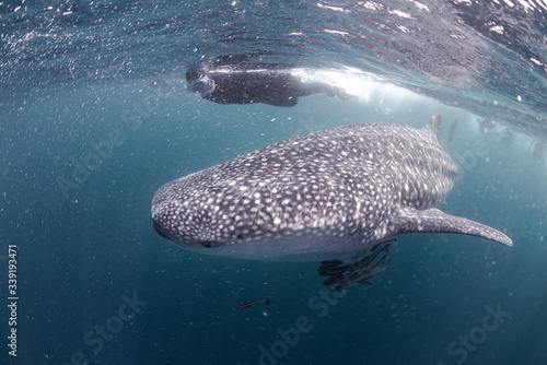 Whale Shark very near looking at you underwater in Similan it does not attack humans