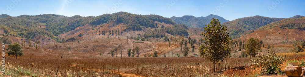 Panorama of the invading forest burned trees, dry cracked soil.Nature and environment Concept.