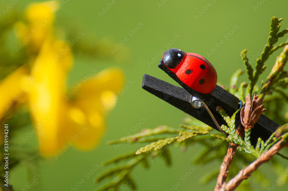 Fototapeta premium Ladybird