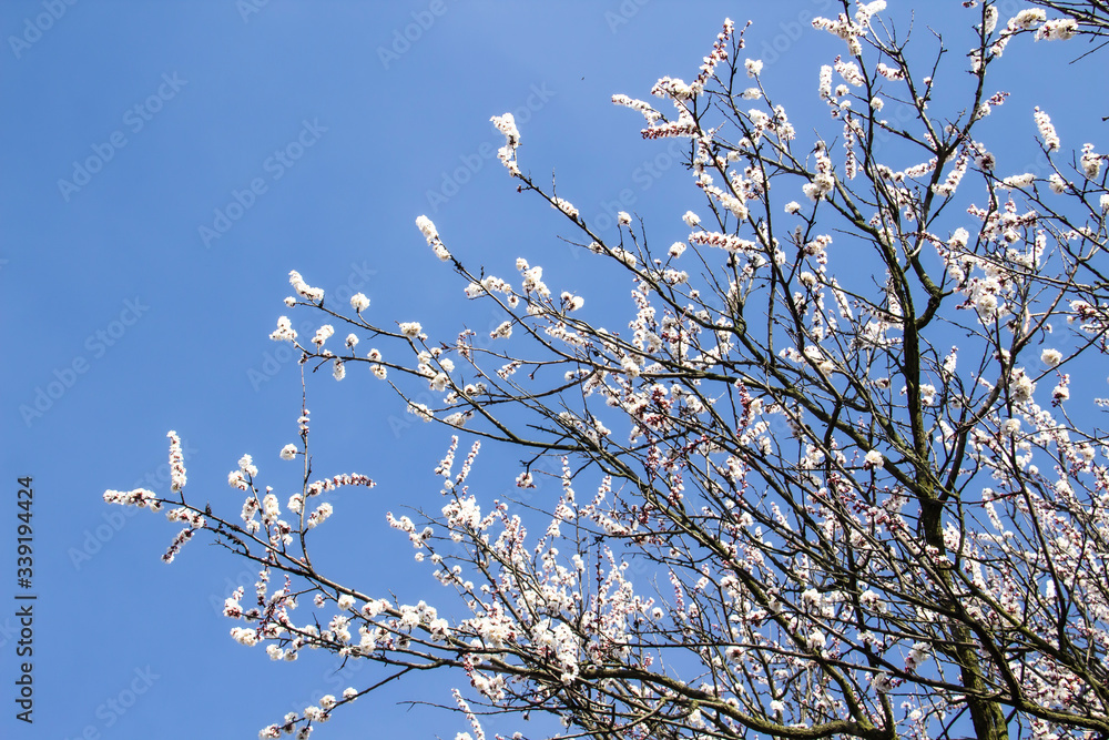 Apricot blossom flowers in spring, blooming on young tree branch. Close up apricot blossom white flowers and blue sky in sunny spring background. Apricot blossom flowers in spring, blooming on young tree branch. Close up apricot blossom white flowers and blue sky in sunny spring background.