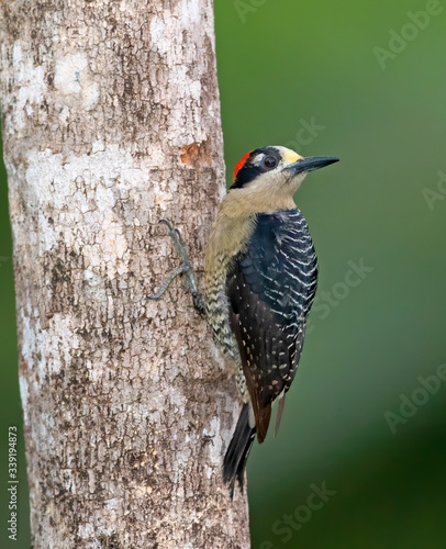 Black-cheeked Woodpecker, (Melanerpes pucherani) nesting in a tree in the jungles of Costa Rica. 