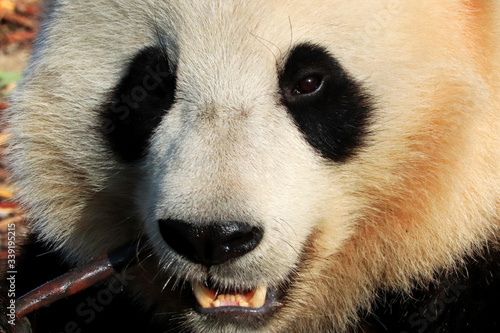 Fototapeta Naklejka Na Ścianę i Meble -  Panda géant