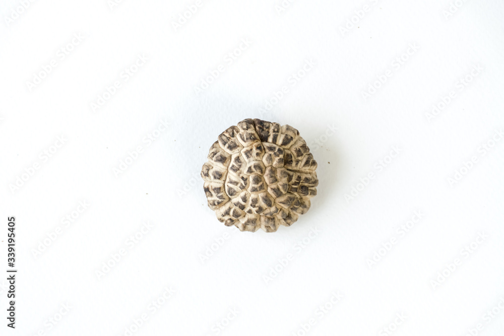 Shiitake mushrooms in white background Shiitake mushrooms in white background