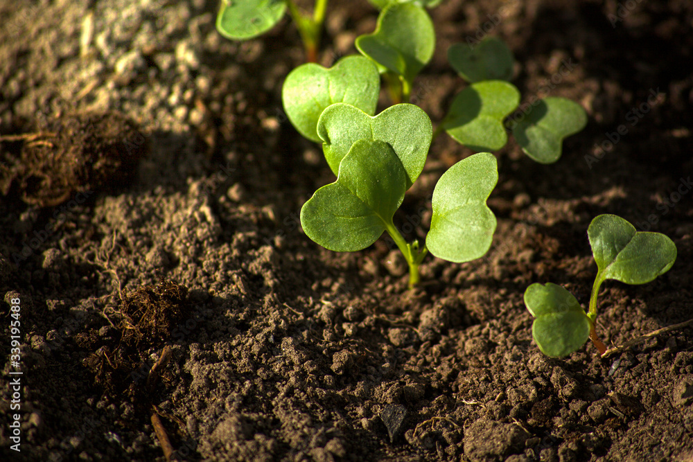 Young radish sprouts are growing from the soil with sunlight. Young radish sprouts are growing from the soil with sunlight.