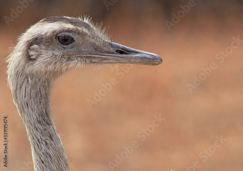 close-up of a Greater Rhea's face on a blurred background with coppery tones