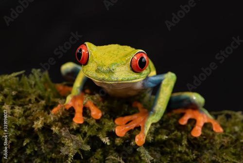 Red-eyed Tree Frog (Agalychnis callidryas) on a moss covered branch, in the jungles of Costa Rica