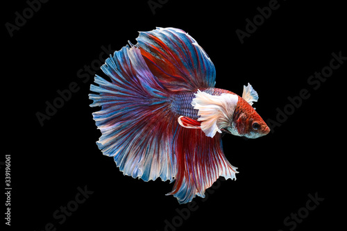 Photography Rhythmic of Betta fish, siamese fighting fish betta splendens (Halfmoon red dragon betta ),isolated on black background