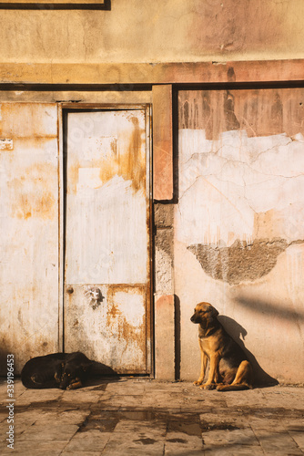 Photography Two stray dogs on a grunge wall and a door.