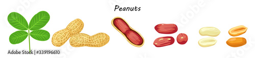 Peanut nut seed whole and shelled, groundnut collection. Organic food ingredient, traditional snack.