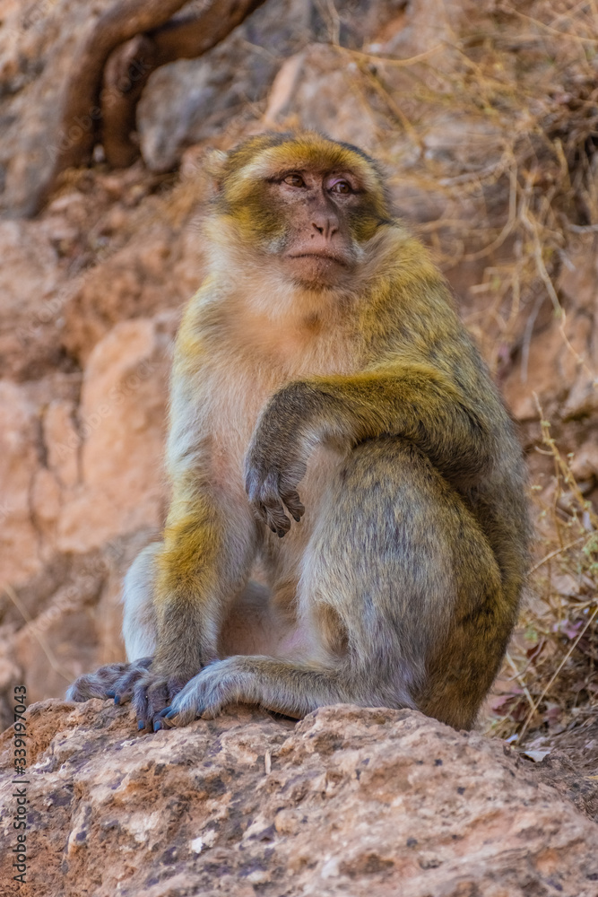 Wild barabry ape sitting in the mountains, Morocco