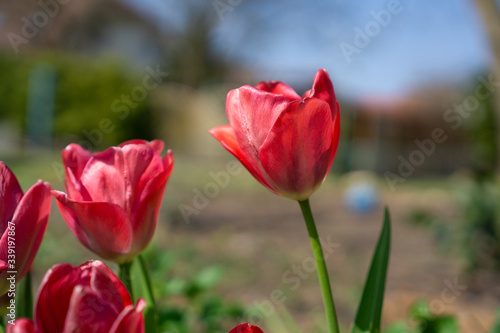 Tulpen im Garten