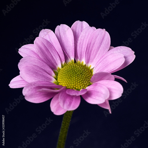 pink and purple flower on a dark background. Macro mode