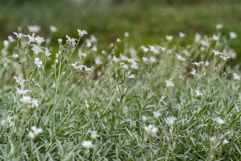 Close up of light green ground cover with small white flowers. Close up of light green ground cover with small white flowers.