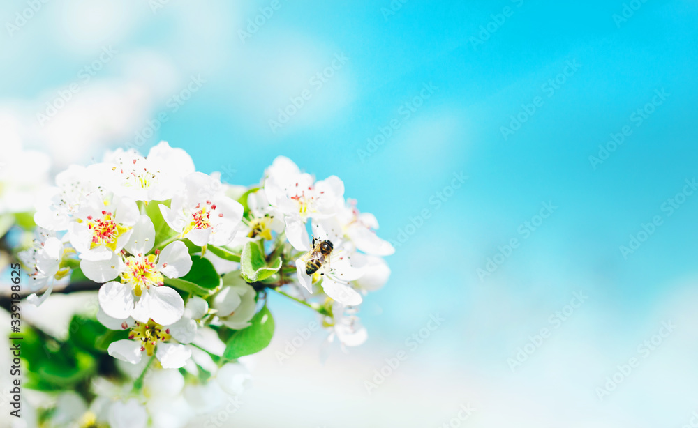 Bee while pollinating.
Branches of blossoming cherry against background of blue sky on nature outdoors. Copy space