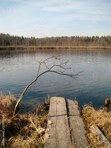 Young willow tree groving above the water