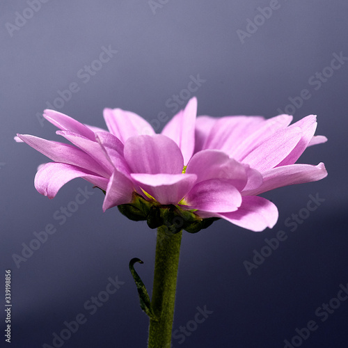 pink and purple flower on a dark background. Macro mode