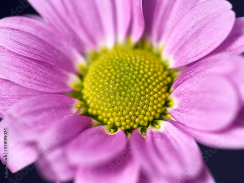pink and purple flower on a dark background. Macro mode