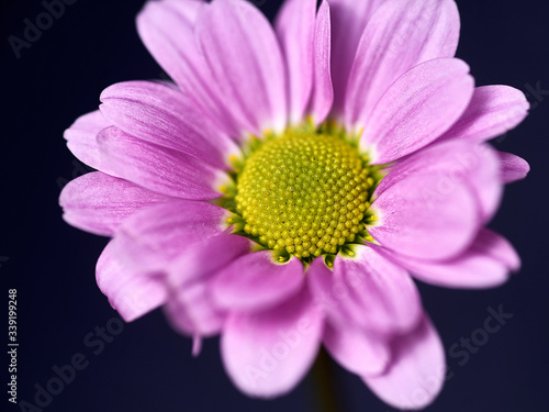 pink and purple flower on a dark background. Macro mode