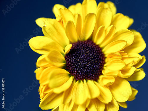 yellow flower on a dark background. Macro mode