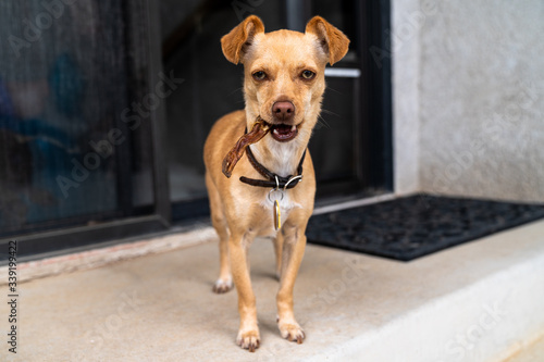 Chihuahua with a treat