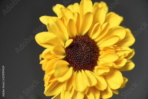 yellow flower on a dark background. Macro mode
