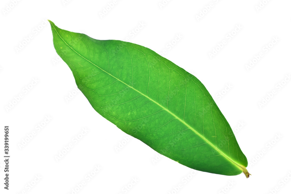 Fototapeta premium green leaf on white background