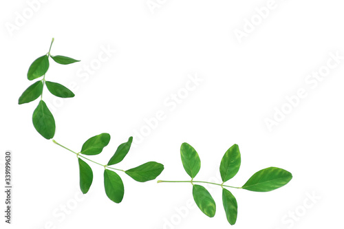 green leaves on white background © Aphisith