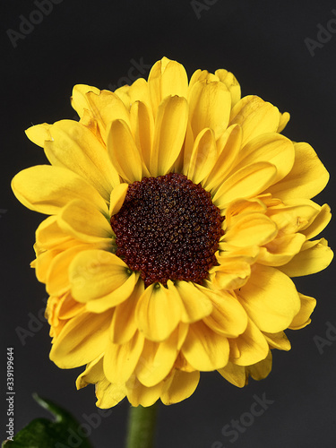 yellow flower on a dark background. Macro mode