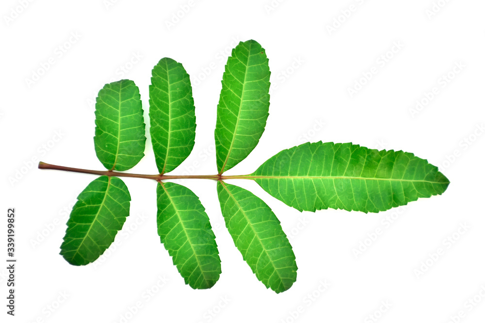 Fototapeta premium green leaves of a cherry