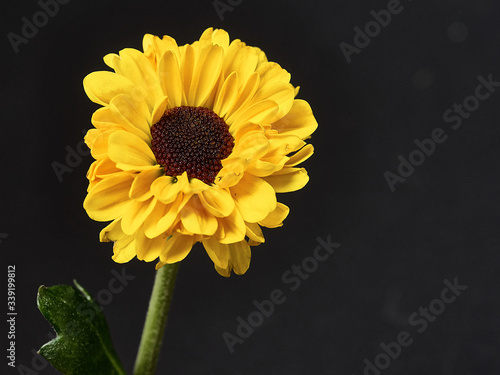 yellow flower on a dark background. Macro mode