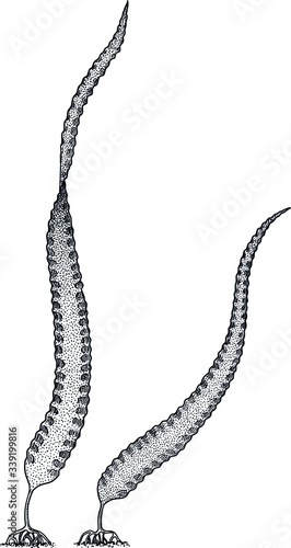 Laminaria kelp illustration, drawing, colorful doodle vector