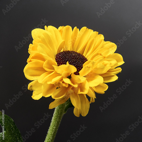yellow flower on a dark background. Macro mode