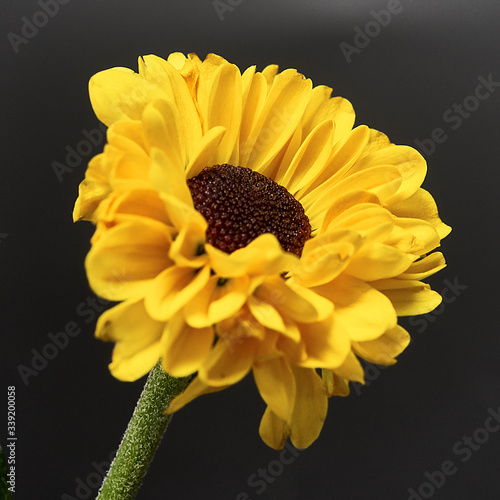 yellow flower on a dark background. Macro mode