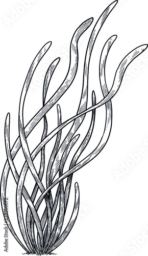 Eelgrass illustration, drawing, colorful doodle vector