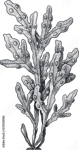 Bladder wrack algae illustration, drawing, colorful doodle vector photo