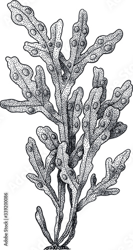 Bladder wrack algae illustration, drawing, colorful doodle vector