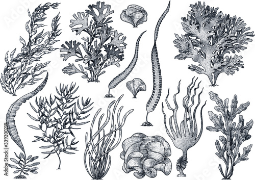 Seaweed, kelp collection, illustration, drawing, colorful doodle vector photo