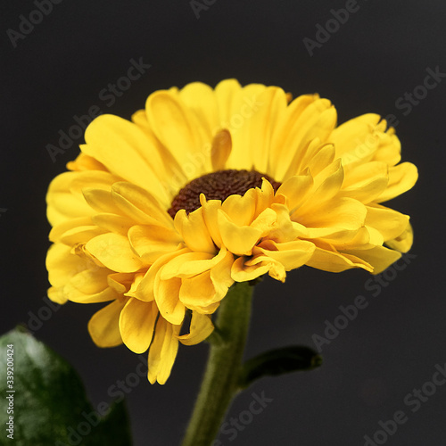 yellow flower on a dark background. Macro mode