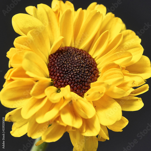 yellow flower on a dark background. Macro mode