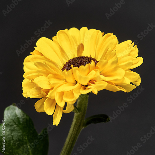 yellow flower on a dark background. Macro mode